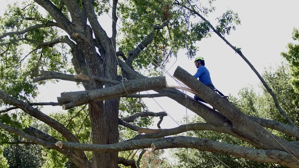 Professional Crown Thinning performed by certified arborists in Saint Peter